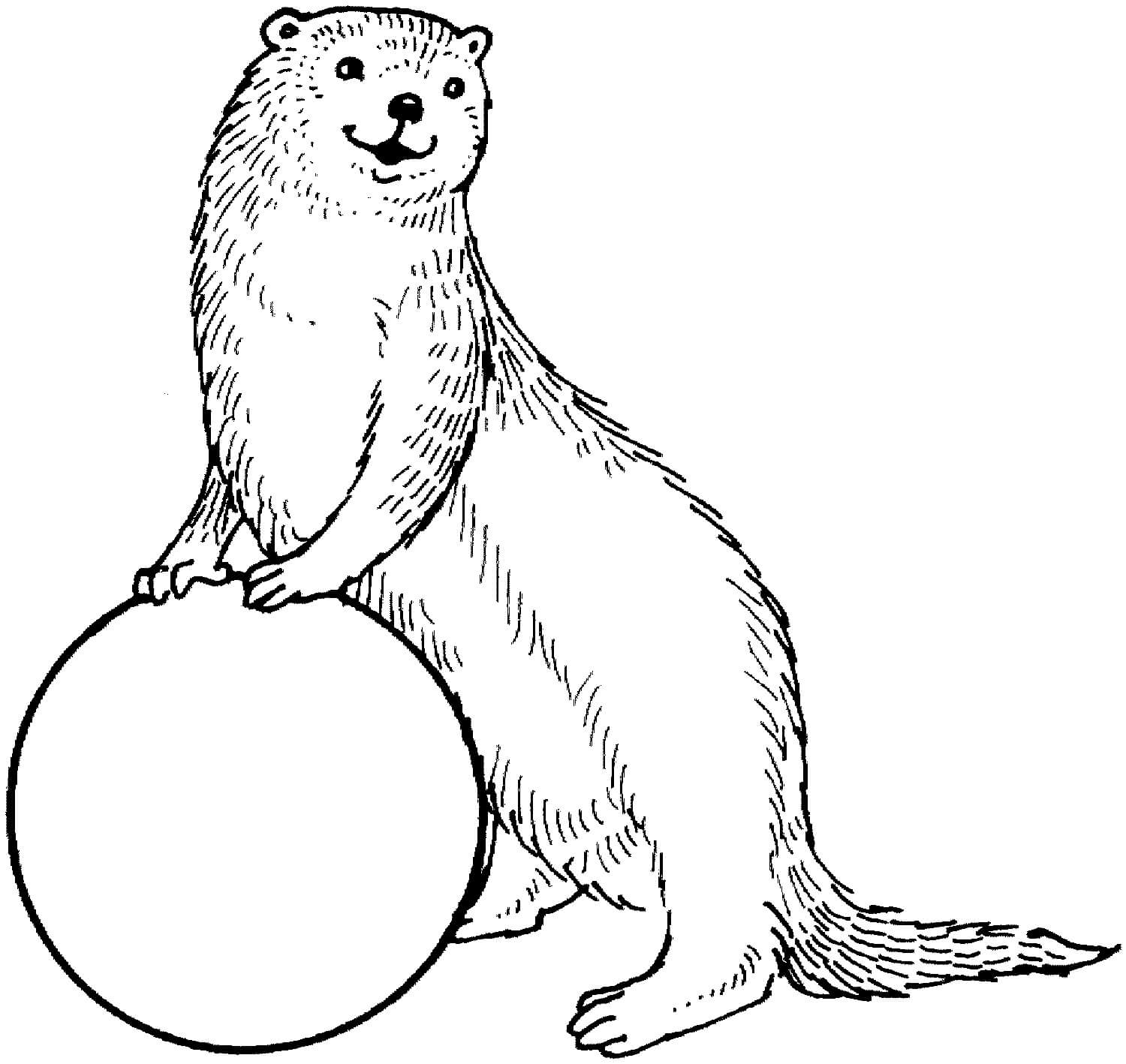 Dibujo de Nutria con Pelota para Colorear