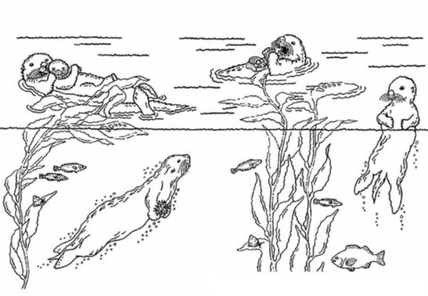 Dibujo de Nutrias y Animales Marinos para Colorear