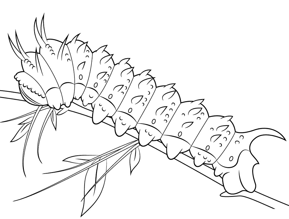 Dibujo de Hubbards Silkmoth Caterpillar para Colorear