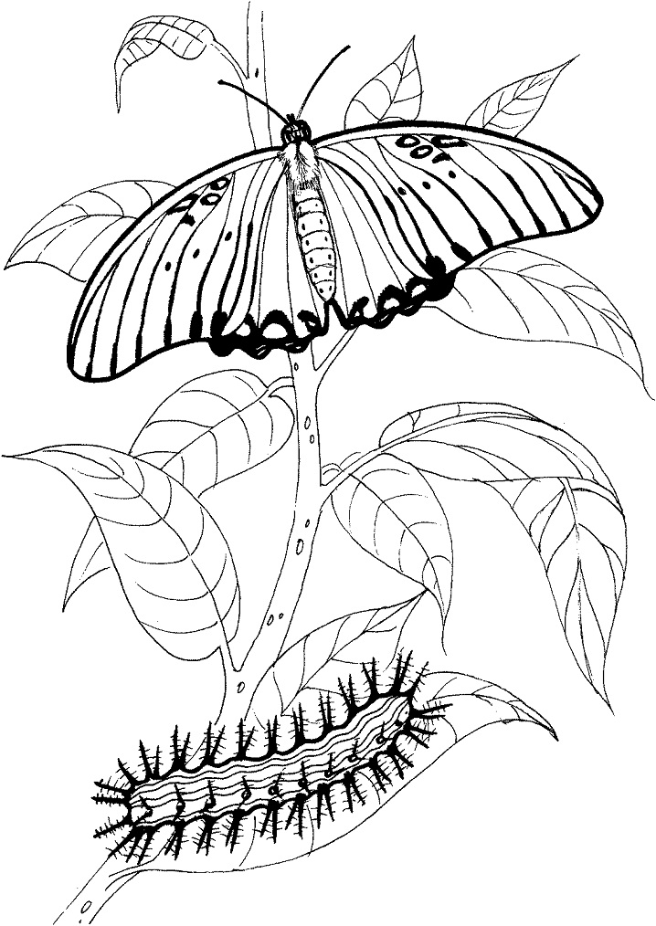 Dibujo de Mariposa y Oruga para Colorear