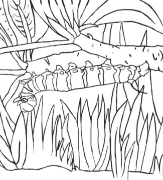 Dibujo de Oruga para Colorear
