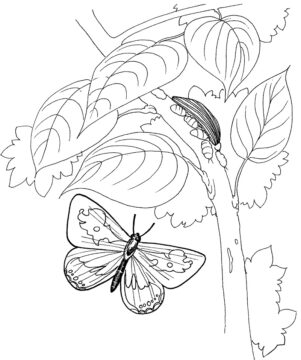 Dibujo de Oruga con Mariposa para Colorear