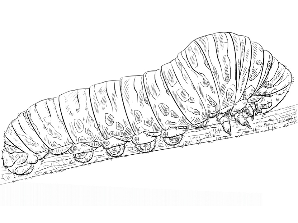 Dibujo de Oruga de Cola de Golondrina para Colorear