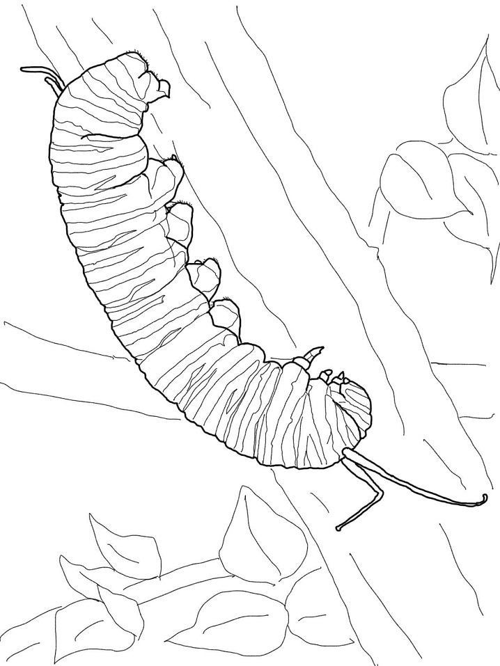 Dibujo de Oruga Monarca para Colorear