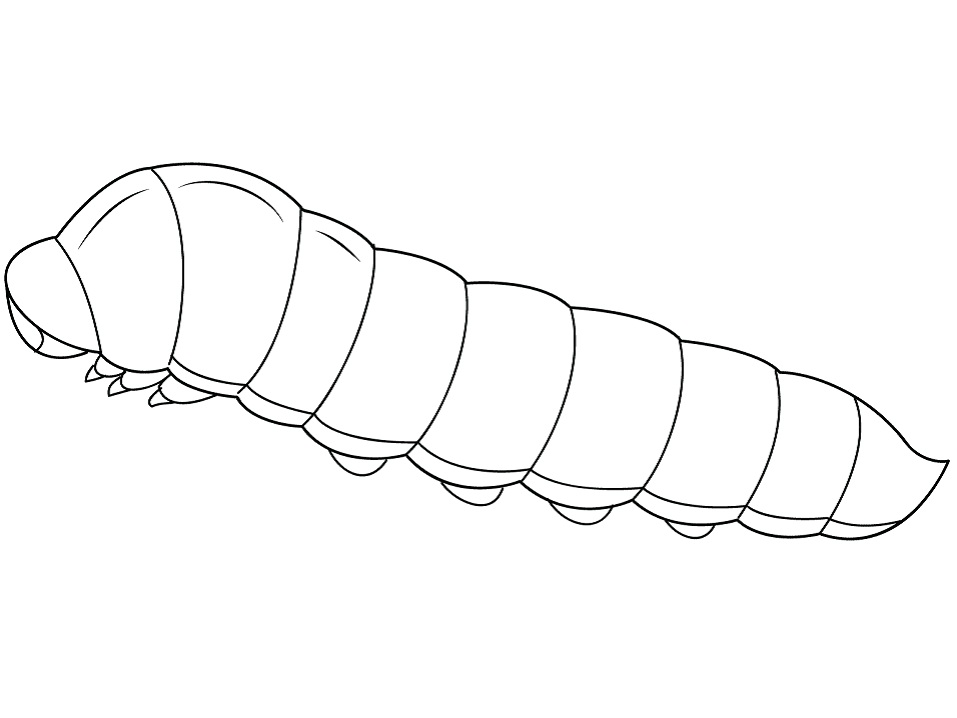 Dibujo de Oruga Normal para Colorear