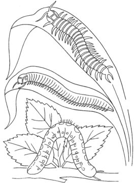 Dibujo de Oruga y Ciempies para Colorear