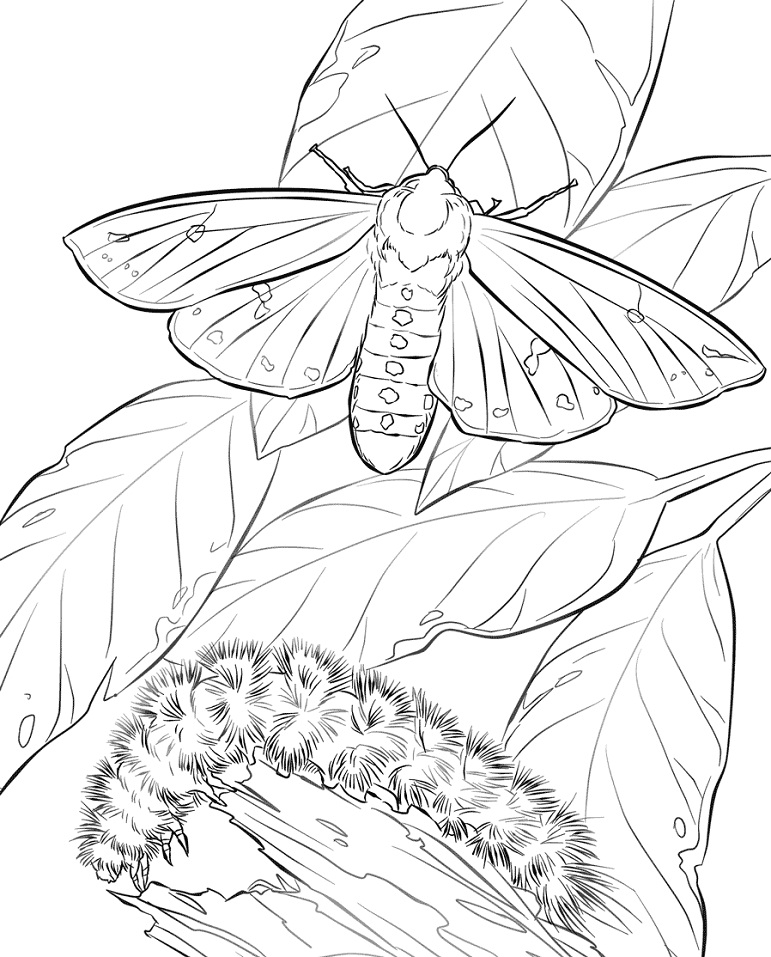 Dibujo de Oruga y Polilla del Oso Lanudo para Colorear