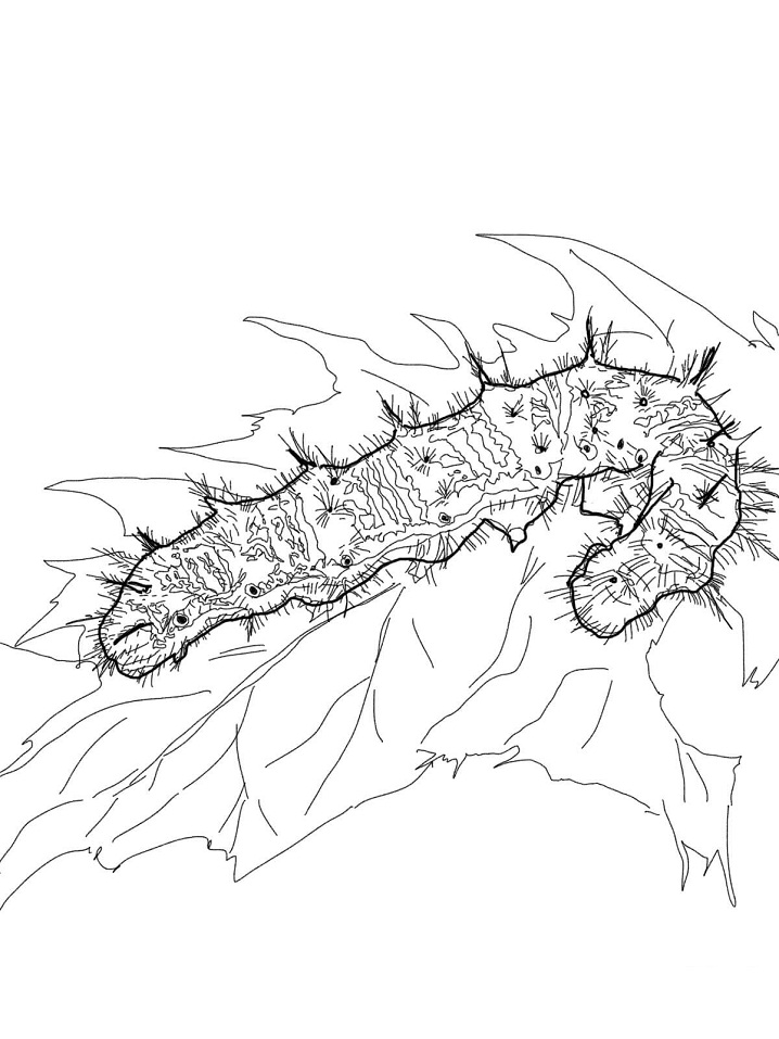 Dibujo de Señora Caterpillar para Colorear