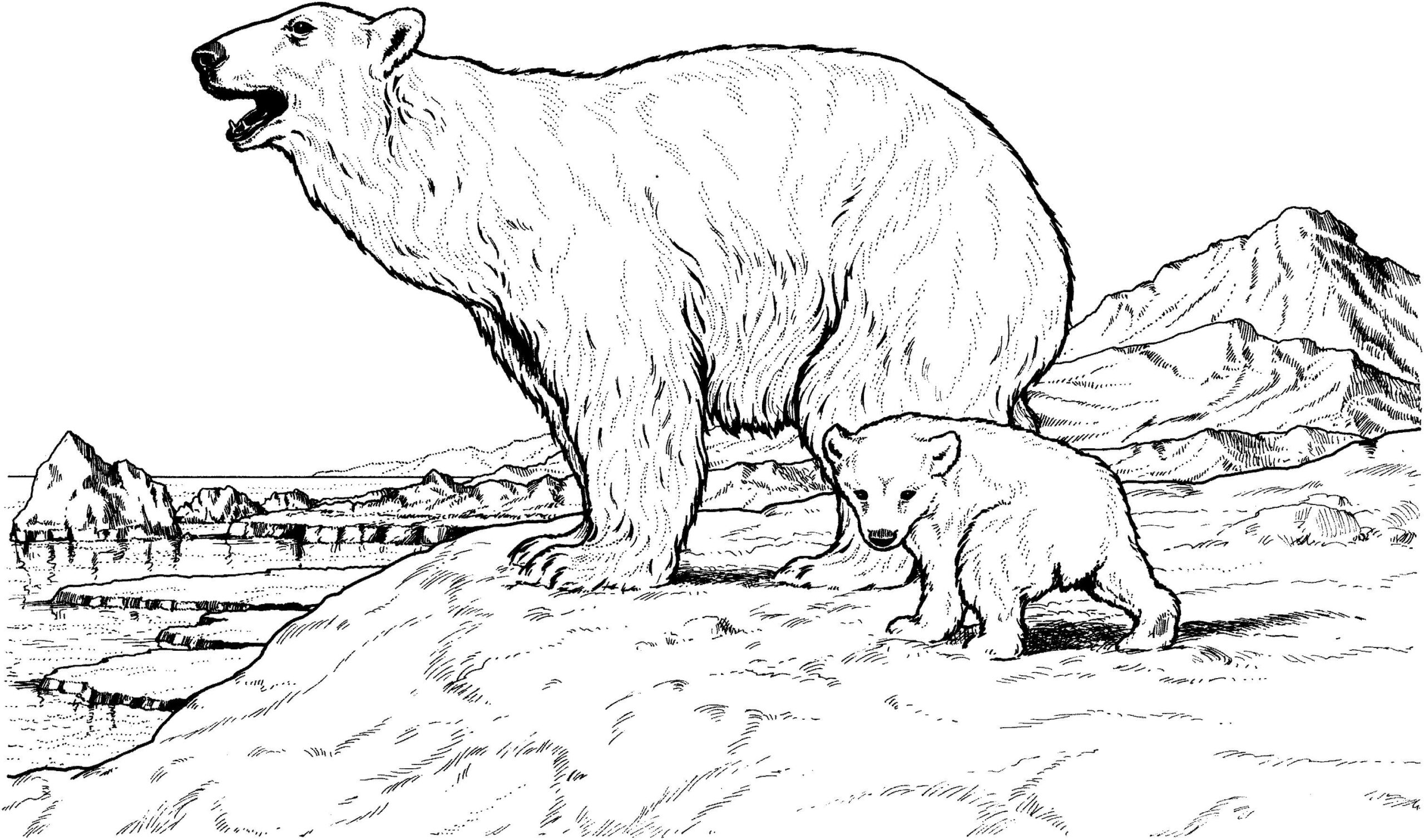 Dibujo de Madre e Hijo Oso Polar Scaled para Colorear