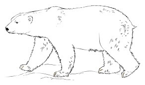 Dibujo de Oso de Hielo Caminando para Colorear