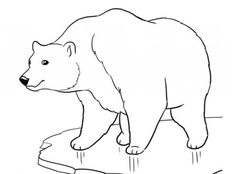Dibujo de Oso de Hielo Parado Sobre Hielo para Colorear
