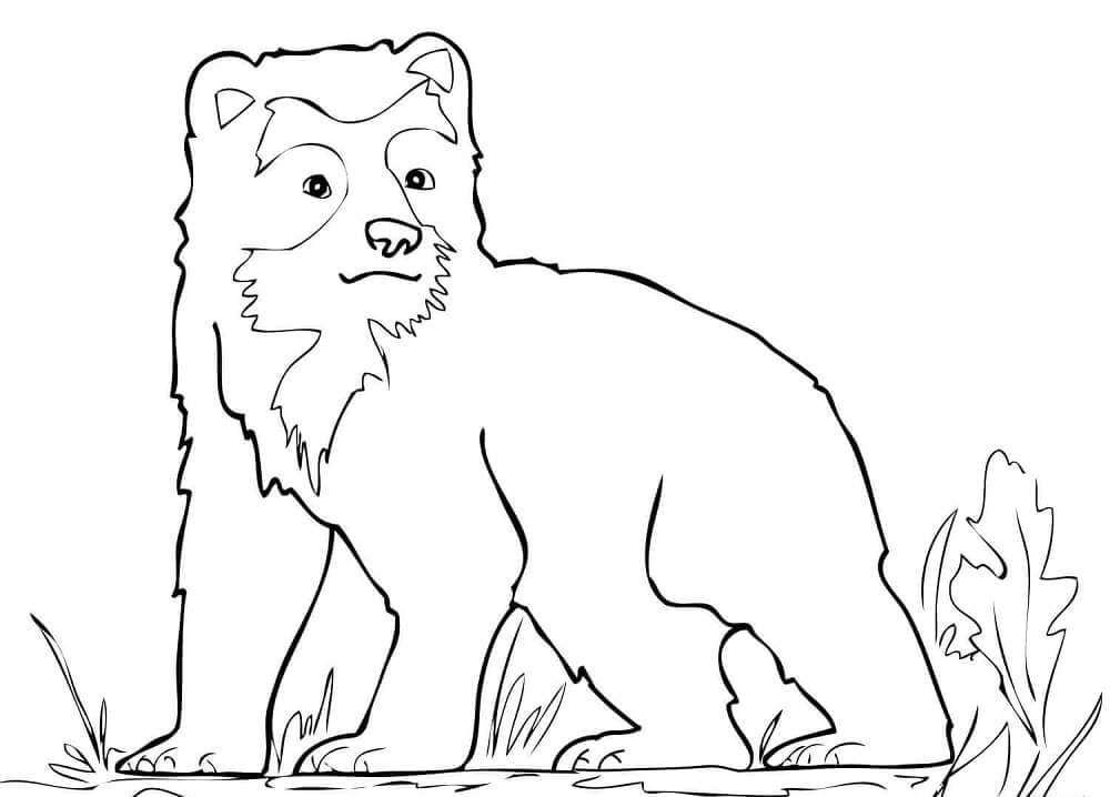 Dibujo de Cachorro de Oso de Anteojos para Colorear