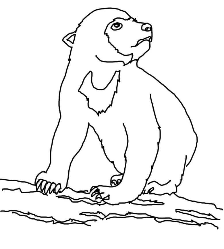Dibujo de Cachorro de Oso de Sol para Colorear