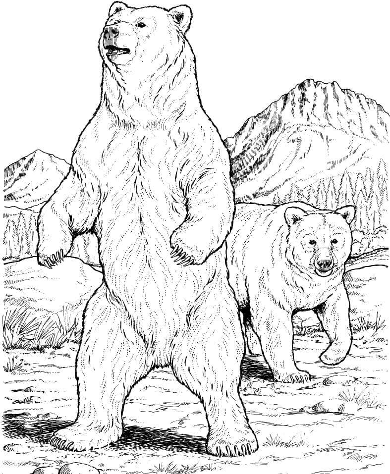Dibujo de Dos Osos Negros para Colorear