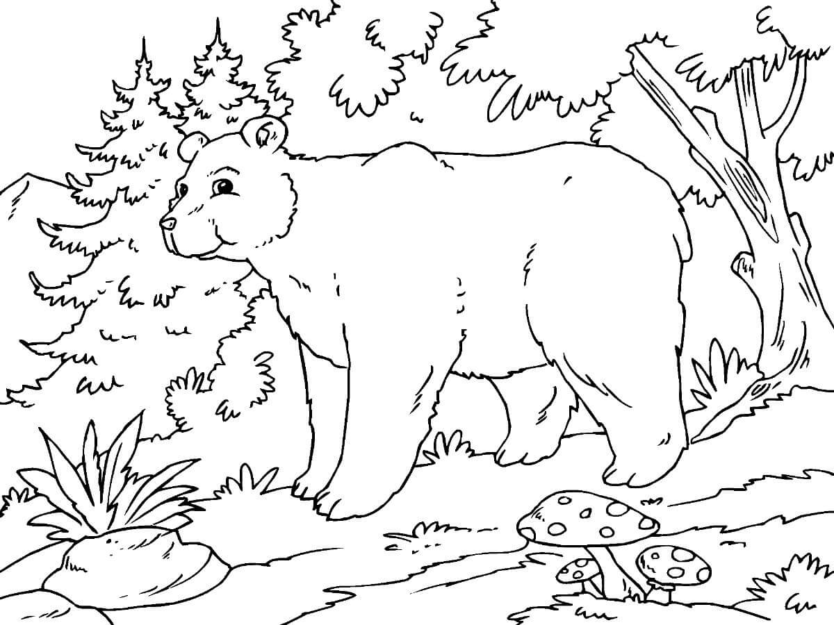 Dibujo de Oso Alpino para Colorear