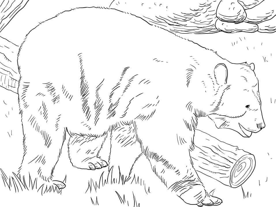 Dibujo de Oso Andino de Anteojos para Colorear