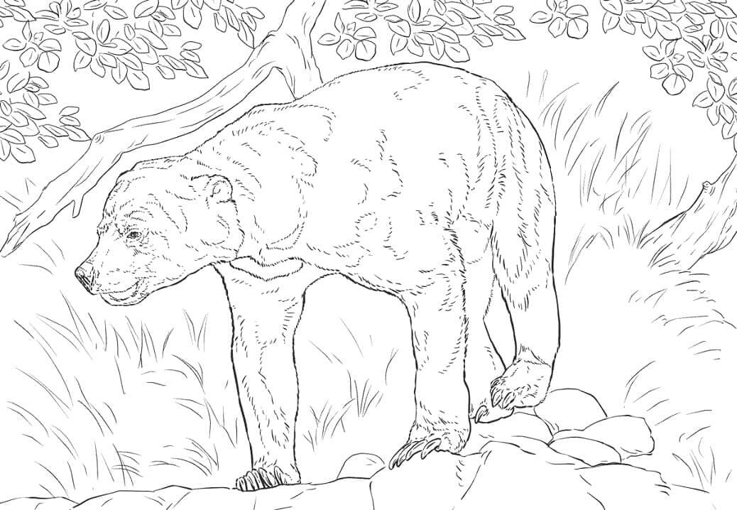 Dibujo de Oso del Sol para Colorear