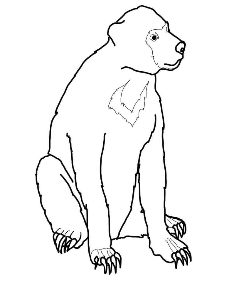 Dibujo de Oso Malayo del Sol para Colorear