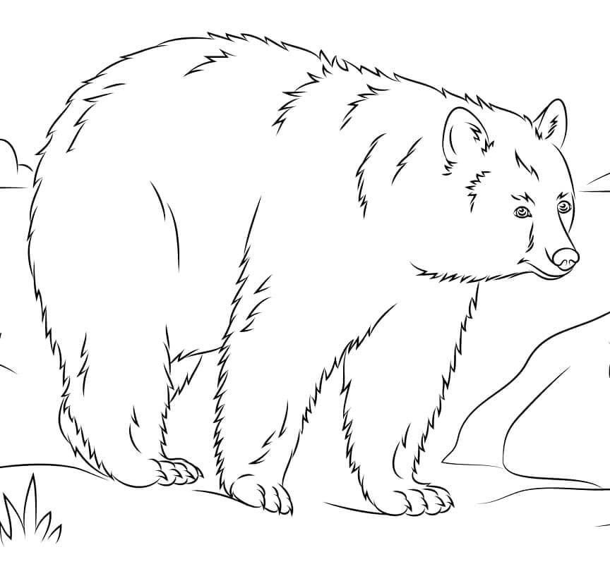 Dibujo de Oso Negro Americano Simple para Colorear
