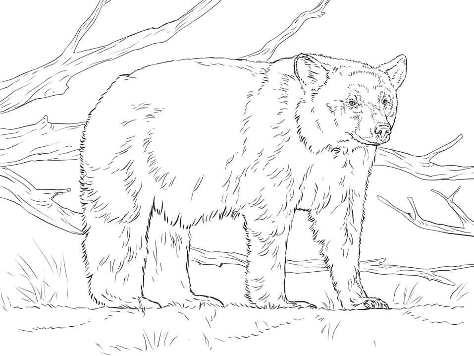 Dibujo de Oso Negro Americano para Colorear