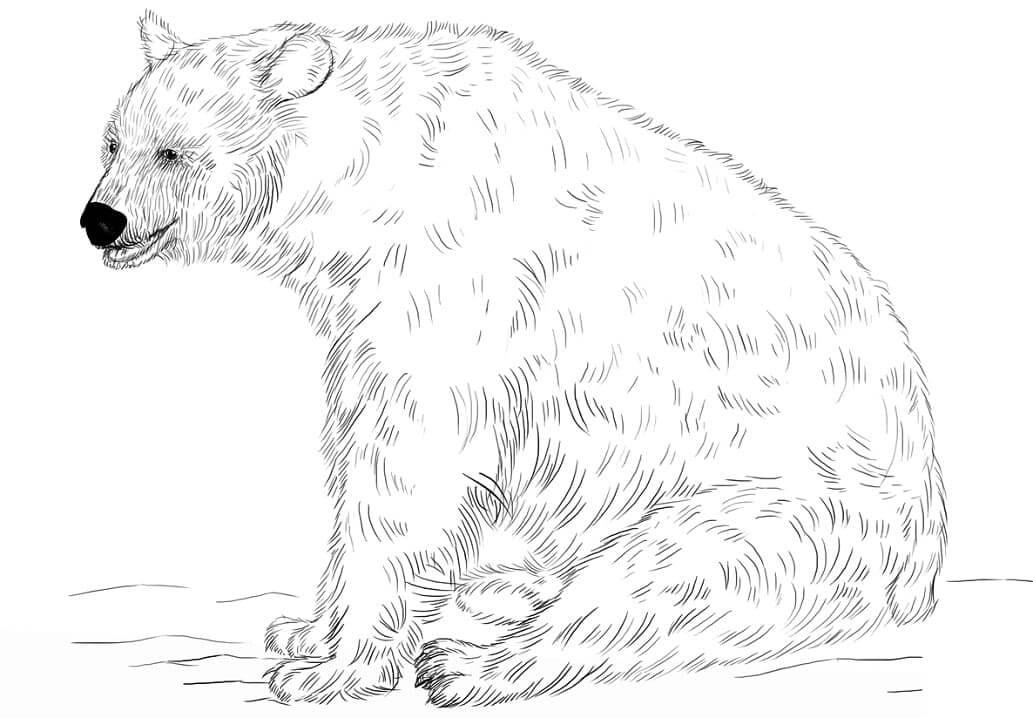 Dibujo de Oso Negro Sentado para Colorear