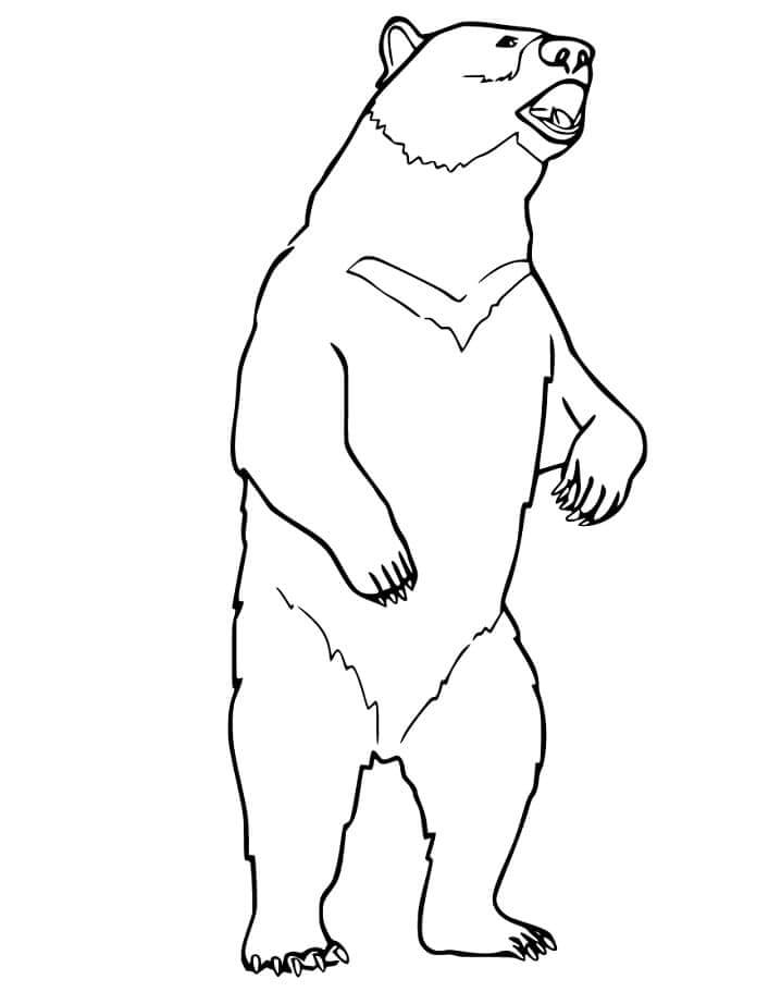 Dibujo de Oso Negro de Pie para Colorear