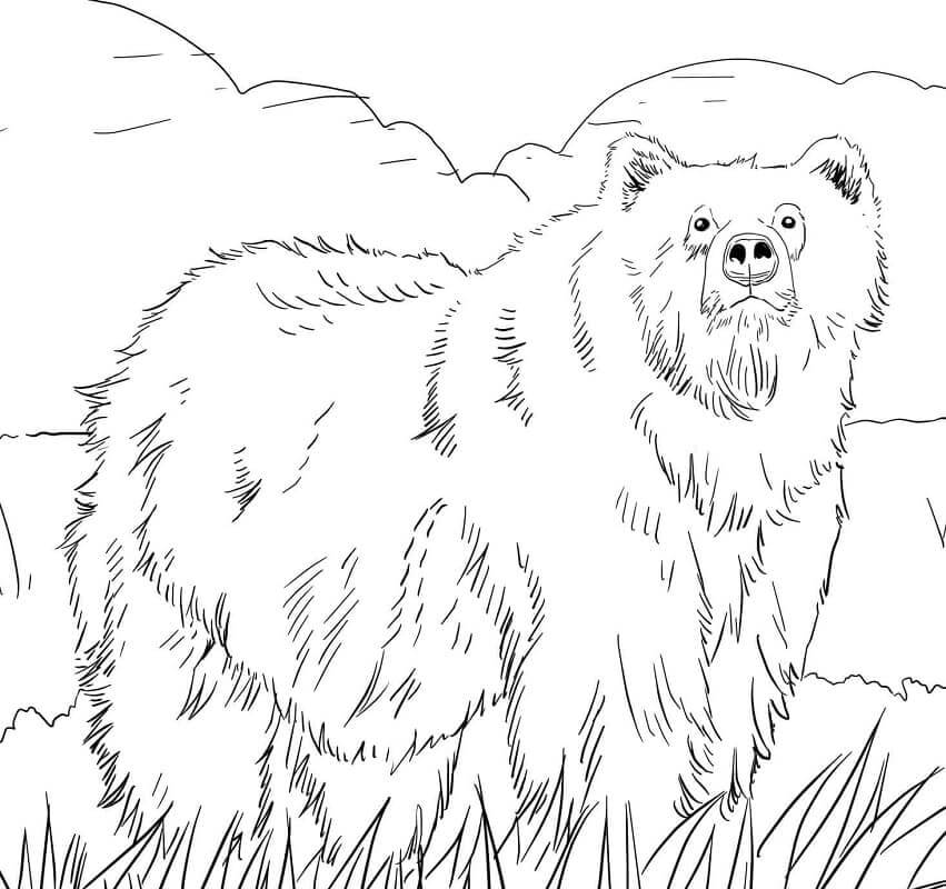 Dibujo de Oso Pardo Salvaje para Colorear