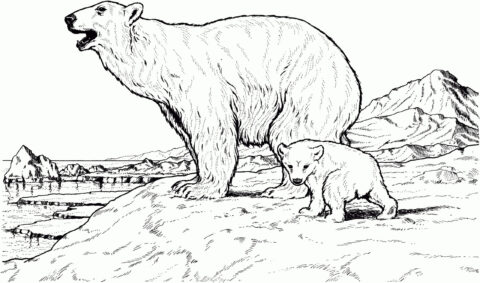 Dibujo de Oso Salvaje para Colorear