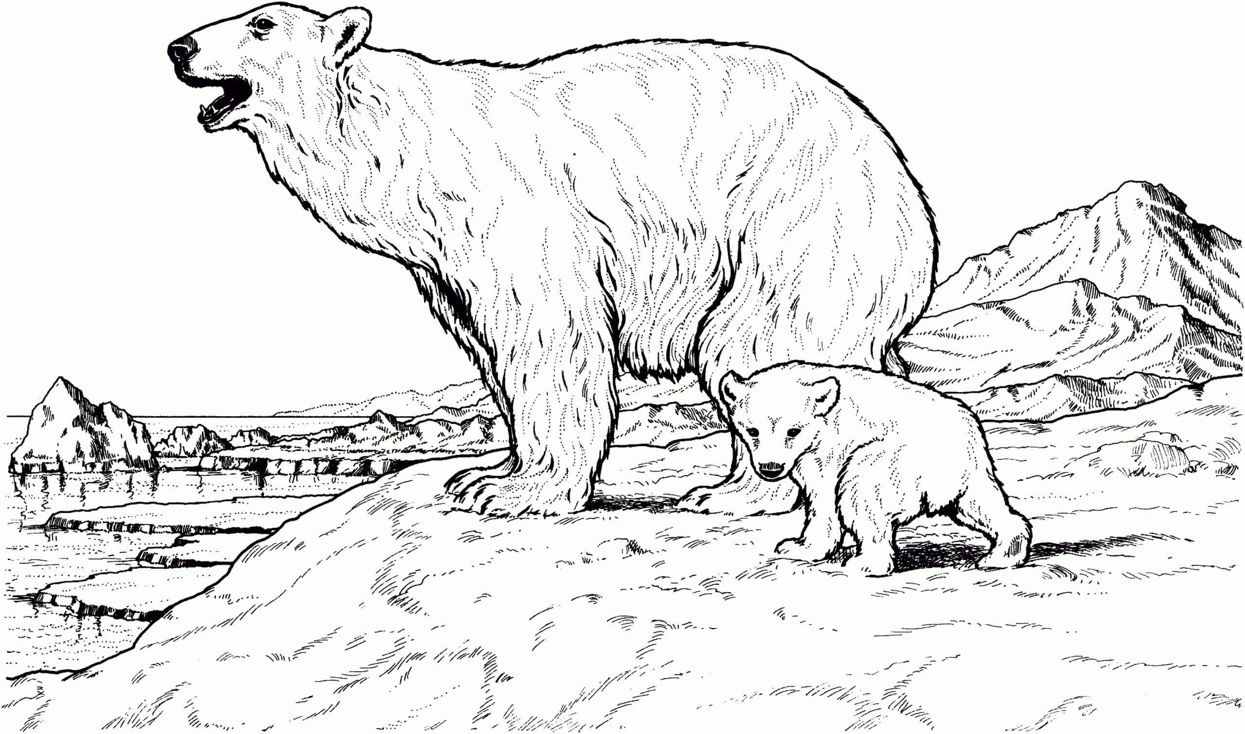 Dibujo de Oso Salvaje para Colorear