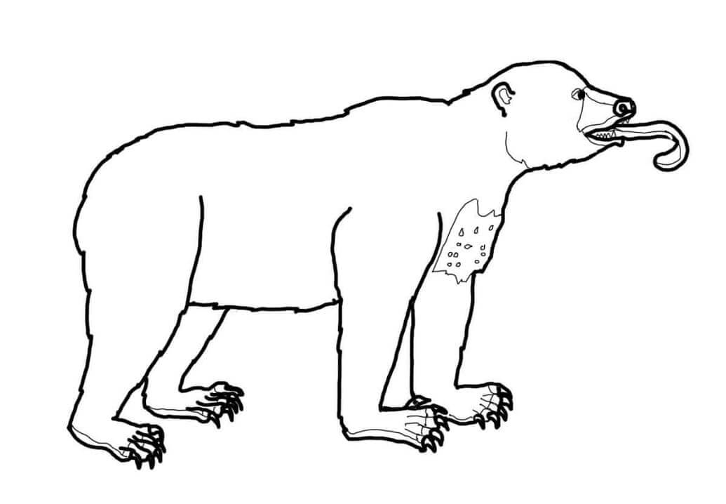 Dibujo de Oso de Sol Divertido para Colorear