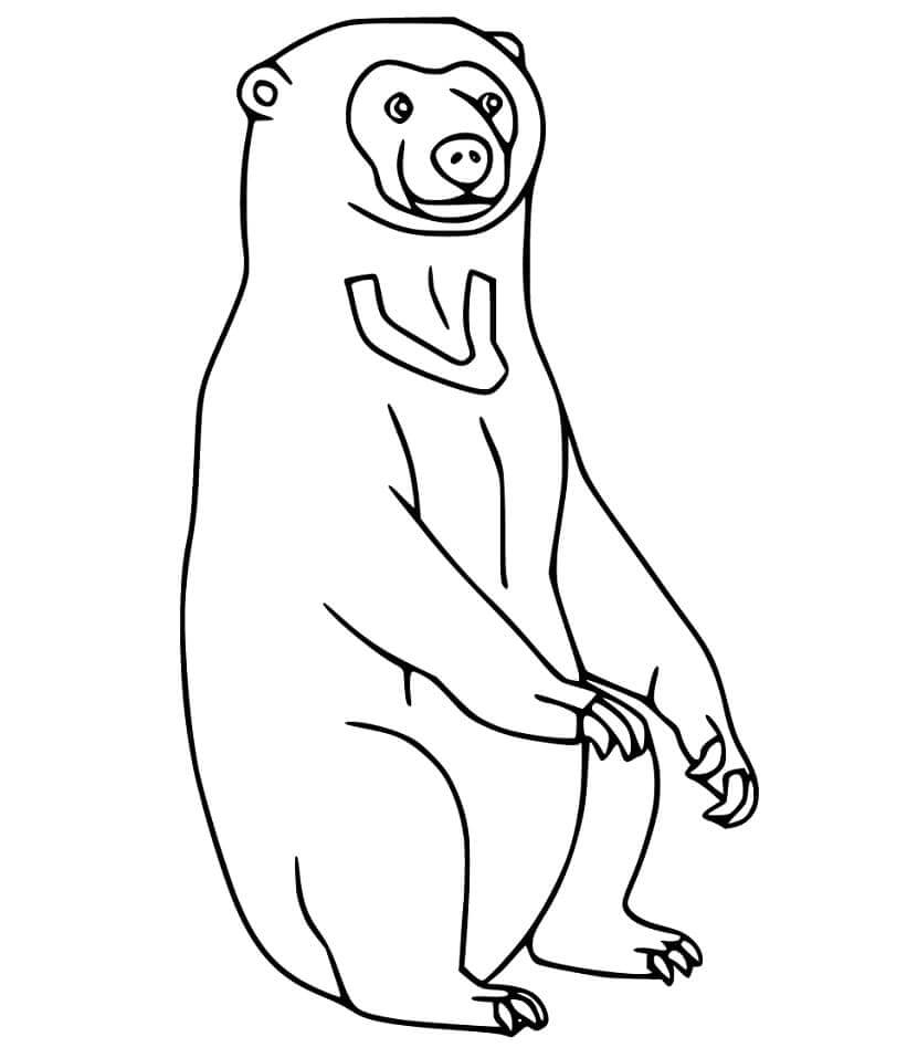 Dibujo de Oso de Sol Impresionante para Colorear
