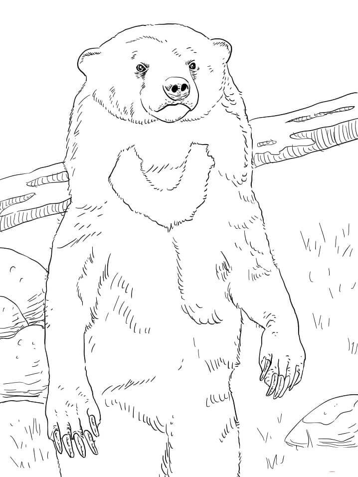 Dibujo de Oso de Sol Normal para Colorear