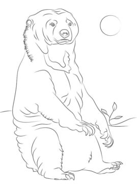 Dibujo de Oso Sol Simple para Colorear