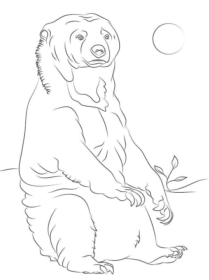 Dibujo de Oso Sol Simple para Colorear