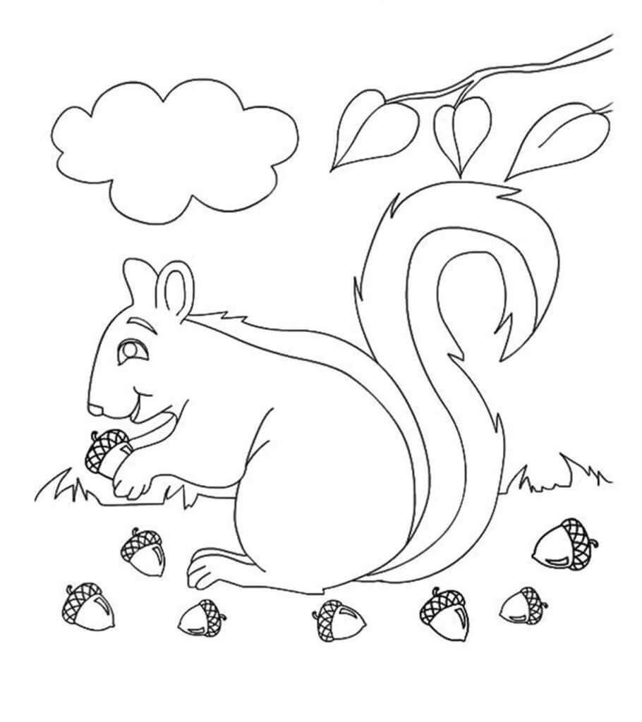 Dibujo de Ardilla y Bellotas en otoño para Colorear