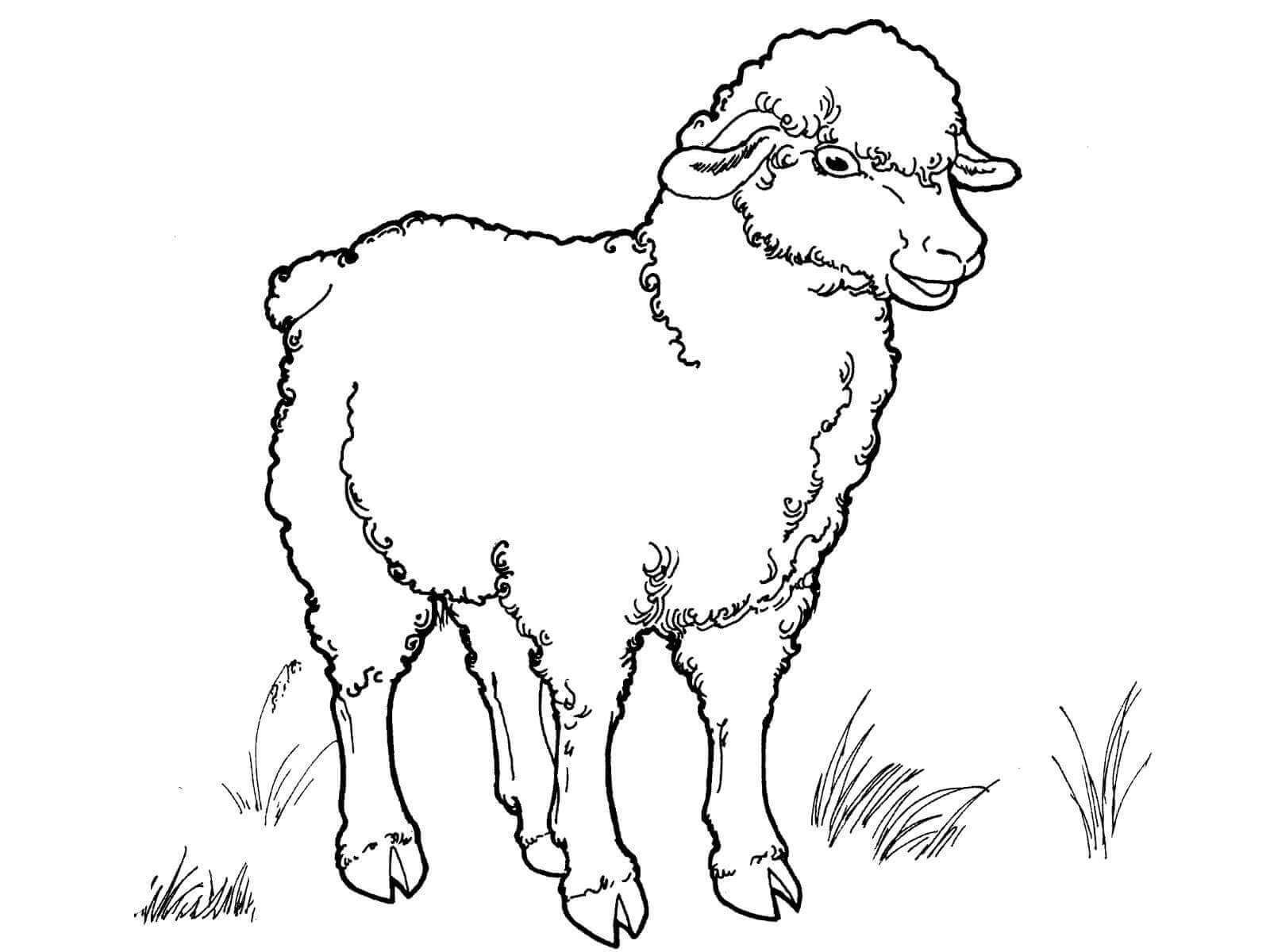 Dibujo de Bonito Oveja para Colorear