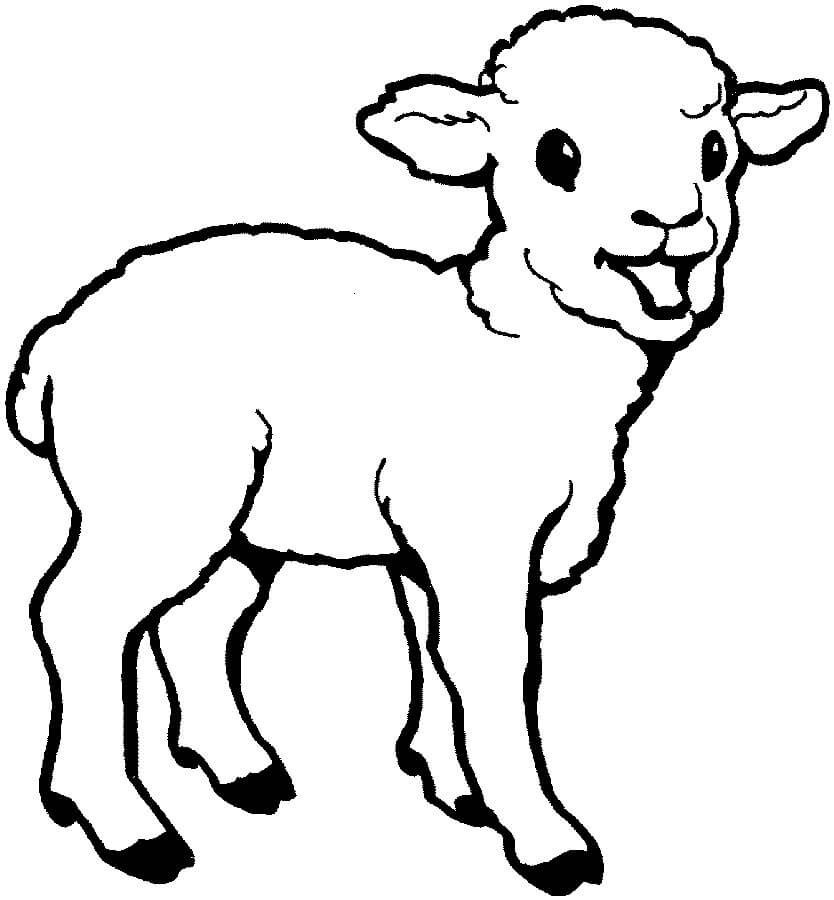 Dibujo de Básico Ovejas para Colorear
