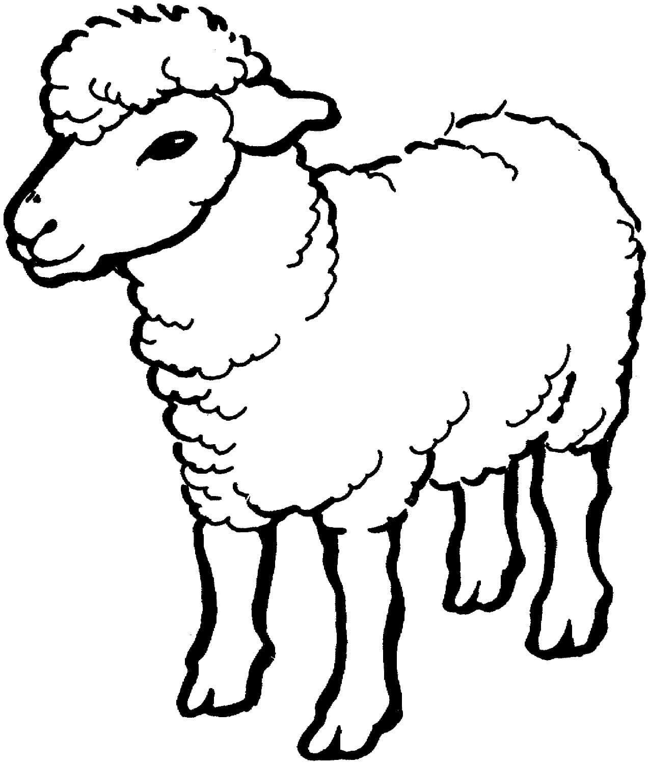 Dibujo de Oveja para Colorear