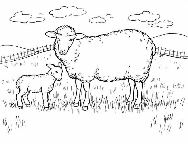 Dibujo de Oveja Madre y Ovejita para Colorear