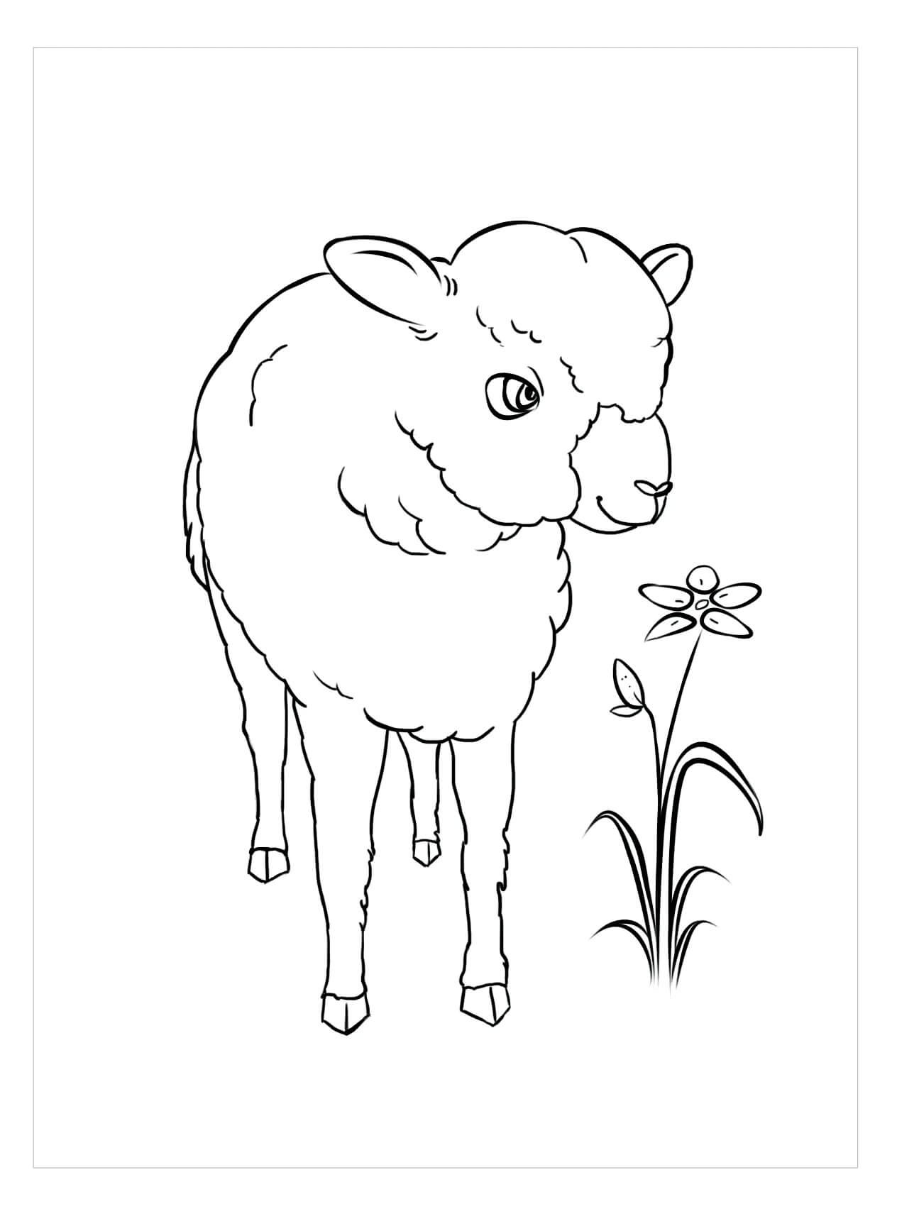 Dibujo de Oveja con Flor para Colorear