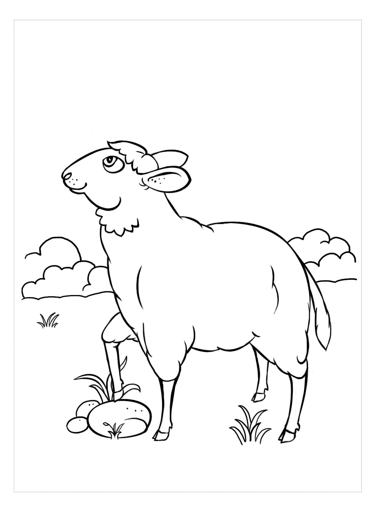 Dibujo de Ovejas Libres para Colorear
