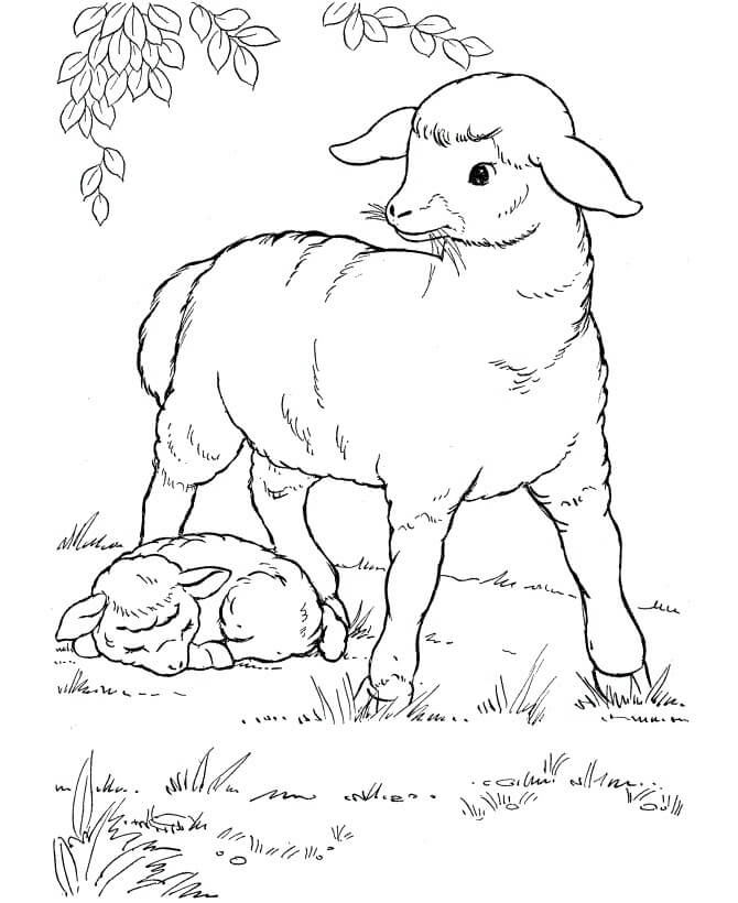 Dibujo de Ovejas Comiendo Pasto y Ovejas Durmiendo para Colorear
