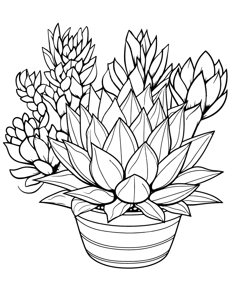 Dibujo de Succulent Floral Coloring Pages para Colorear