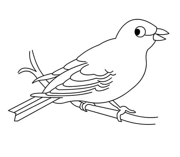 Dibujo de Canario Imprimible para Colorear