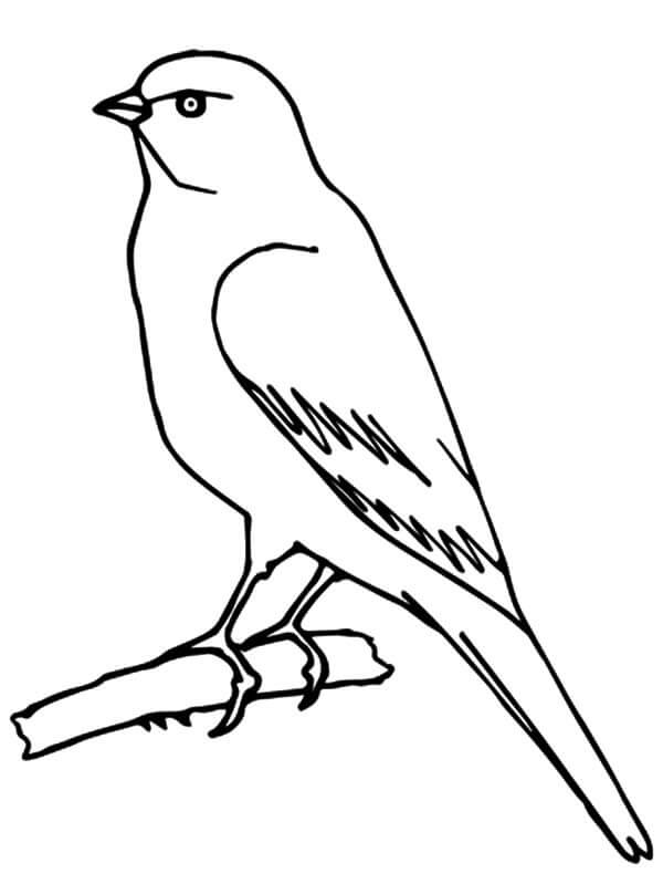Dibujo de Canario Normal para Colorear