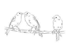 Dibujo de Tres Canarias para Colorear