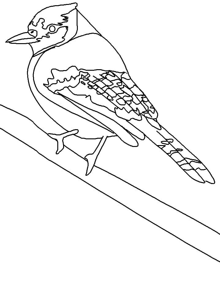 Dibujo de Arrendajo Azul con Etiquetas para Colorear