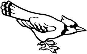 Dibujo de Jay Bird para Colorear