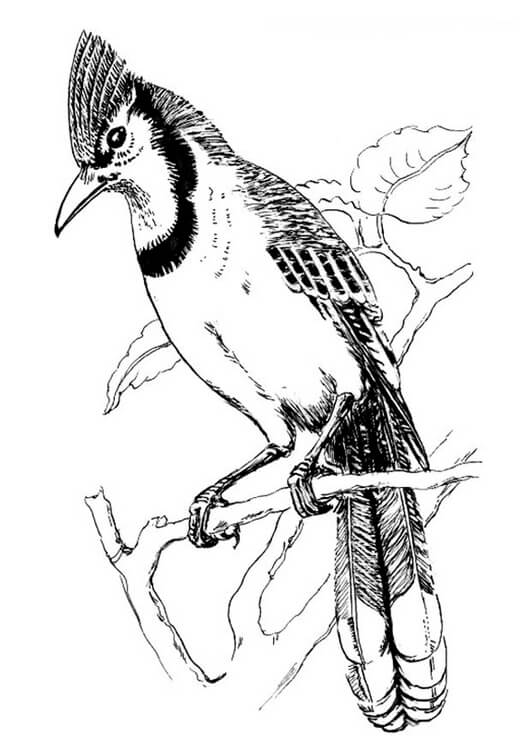 Dibujo de Fresco Jay Bird para Colorear