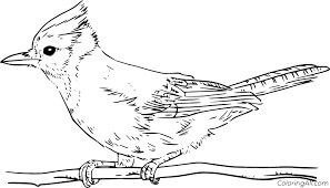 Dibujo de Jay Bird Imprimible para Colorear